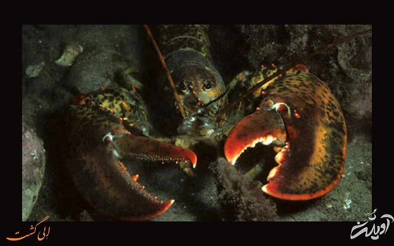 موجوداتی که نمی میرند